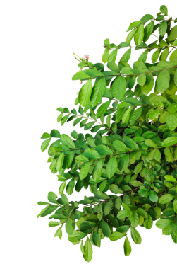 yemyeşil bir sarmaşık, üzerinde çiçekler olan yeşil bir bitki, yemyeşil yapraklar, bir ağacın dalı., 