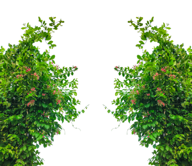 yeşil bitkiler büyüyen çerçeve, yeşil yapraklar çerçeve, çiçek çerçeveli yeşil bir arbor, yeşil çimenler ve ağaç ve doğa elementleri huzurlu bir park ortamında, yeşil yapraklar bir yapıya tırmanıyor,