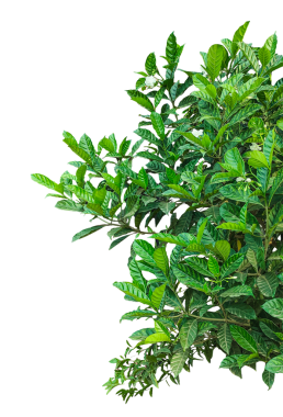 Aromatik taze yeşil Aucuba japonica png üzerinde yapraklar ve bitkiler,