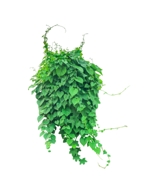 Beyaz üzerine izole edilmiş yeşil ağaç, arka planda yeşil bir bitki, Lush Green Vine, Lush Green Ivy Wall,