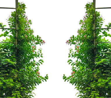 yeşil bitkiler büyüyen çerçeve, yeşil yapraklar çerçeve, çiçek çerçeveli yeşil bir arbor, yeşil çimenler ve ağaç ve doğa elementleri huzurlu bir park ortamında, yeşil yapraklar bir yapıya tırmanıyor,