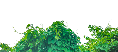 Taze yeşil mısır tarlası. Sağlıklı bitki ve yapraklar doğal bahçe ortamında. Saydam bir arka planda bir grup yeşil bitki.,