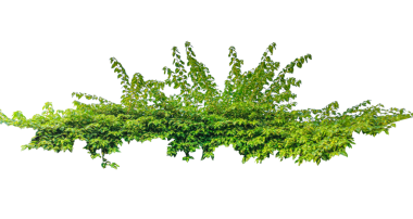 Canlı yeşil dereotu sürüsü, izole edilmiş, şeffaf arkaplanda yeşil bir bitki çalısı, beyaz arka planda yaprakları olan yeşil asma dalı, şeffaf arkaplanda yeşil sarmaşık ağacı çerçevesi