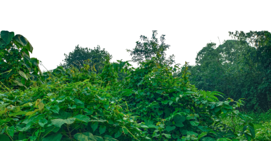 Yeşil ağaç dalları ve eğreltiotu yaprakları güzel bir doğal manzara, bulutlar, ve yeşil çimenler, ağaçlar ve çalılar png üzerinde,