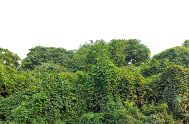 Yeşil ağaç dalları ve eğreltiotu yaprakları güzel bir doğal manzara, bulutlar, ve yeşil çimenler, ağaçlar ve çalılar png üzerinde,