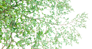 Üzerinde yapraklar olan yeşil bir ağaç dalı, taze yeşil çimenler ve doğal bahar bahçesi desenli yapraklar.