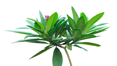 Beyaz bir zemin üzerinde çeşitli yeşil yapraklar izole edilmiş yeşil yapraklar, sağlıklı yeşilliğe sahip canlı yeşil bir tesisat bitkisi, yeşil yapraklı ve pembe yapraklı bir bitki.