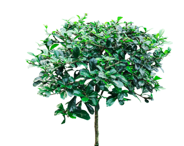 Şeffaf bir zemin üzerinde yeşil yaprakları olan küçük bir ağaç taze yeşil yapraklar ve dallarla beyaz arka planda büyüyen para ağacı.,