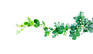 Yapraklı bir dalda bitki, taze yeşil yaprak çerçeve yakın fotoğrafçılık, taze yeşil ahşap yaprak yaprakları beyaz, yeşil bitki ve beyaz arka planda yapraklar izole,