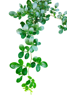 Yeşil Bitki ve Yapraklar Beyaz Arkaplanda, yeşil yapraklar şeffaf bir arka planda,