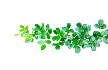 Yapraklı yeşil bitki, taze yeşil yaprak çerçeve yakın fotoğrafçılık, taze yeşil ahşap elma yaprağı yaprakları beyaz, yeşil bitki ve yapraklar üzerinde izole,