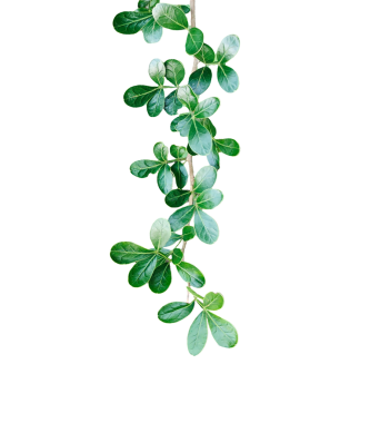 Yeşil yaprak çerçeve yakın fotoğrafçılık, taze yeşil ahşap elma yaprağı yaprakları beyaz, yeşil bitki ve yapraklar beyaz arka planda, yeşil yapraklar şeffaf bir arka planda,