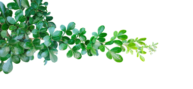 Yeşil yaprak çerçeve yakın fotoğrafçılık, taze yeşil ahşap elma yaprağı yaprakları beyaz, yeşil bitki ve yapraklar beyaz arka planda, yeşil yapraklar şeffaf bir arka planda,