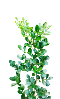 Taze yeşil ahşap elma yaprağı yaprakları beyaz, yeşil bitki ve yapraklar beyaz arka planda, yeşil yapraklar şeffaf bir arka planda,