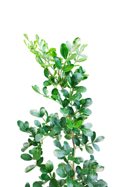 Taze yeşil ahşap elma yaprağı yaprakları beyaz, yeşil bitki ve yapraklar beyaz arka planda, yeşil yapraklar şeffaf bir arka planda,