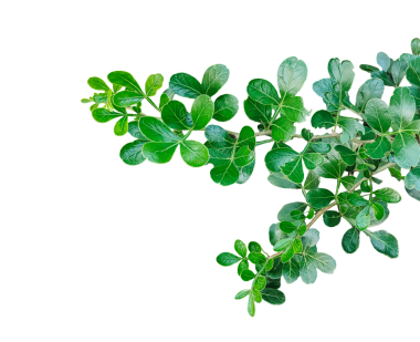 Taze yeşil yaprak çerçeve yakın fotoğrafçılık, taze yeşil ahşap elma yaprağı yaprakları beyaz, yeşil bitki ve yapraklar beyaz arka planda, yeşil yapraklar şeffaf bir arka planda,