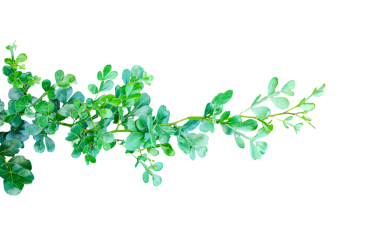 Taze yeşil yaprak çerçeve yakın fotoğrafçılık, taze yeşil ahşap elma yaprağı yaprakları beyaz, yeşil bitki ve yapraklar beyaz arka planda, yeşil yapraklar şeffaf bir arka planda,