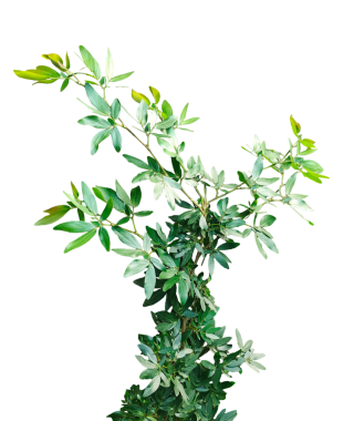 Biberiye dalı, arka planda taze otlar, beyaz arkaplanda izole edilmiş taze biberiye ağacı dalı.,
