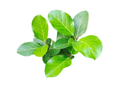 Beyaz üzerinde yeşil yaprakları olan bir banyan ağacı, doğal bir bitkisel malzeme, beyaz arka planda izole edilmiş taze fesleğen yaprakları