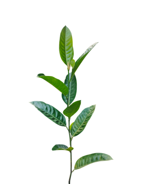 Makro çekimde izole edilmiş taze bir meyve yaprağı dalı beyaz arka planda yeni bir bahar gelişimini temsil eder.