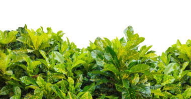 Yeni maydanoz sürüsü png arka planda izole edilmiş, üzerinde yapraklar olan yeşil bir bitki