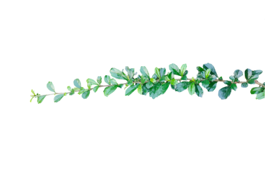 Png arkaplanda yeşil yapraklar, beyaz arkaplanda yeşil yapraklar