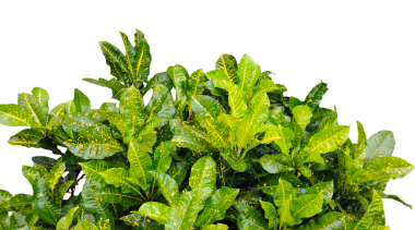 Yeni maydanoz sürüsü png arka planda izole edilmiş, üzerinde yapraklar olan yeşil bir bitki