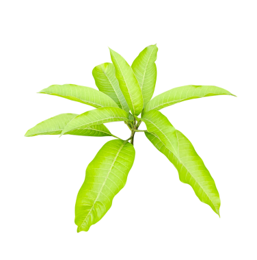 İzole edilmiş taze yeşil yapraklar, ilkbahar yapraklarının doğal bir kaplaması, izole edilmiş taze yeşil yapraklar, bahar yapraklarının doğal bir makro kaplaması.