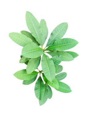 Ağaç dallı taze yeşil yapraklar izole edilmiş taze nane yaprakları aromatik bitkisel tazelik sunar.