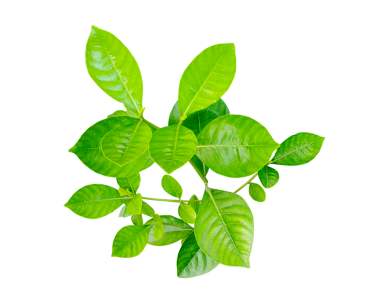 Şeffaf arka planda limon ağacı yaprakları, taze yeşil nane ve fesleğen yaprakları, beyaz üzerine izole edilmiş, bu kokulu bitkilerin doğal gelişimini gösterir.