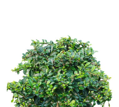 Taze maydanoz sürüsü, beyaz arka planda izole edilmiş maydanoz sürüsü.