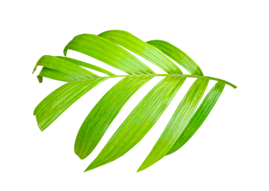 Beyaz Arkaplanda taze yeşil yaprakları olan bir palmiye bitkisi, tropik ve botanik tasarımlar için mükemmel yeşil bir palmiye yaprağının yakın çekimi, beyaz arkaplanda izole edilmiş taze yeşil yapraklar.