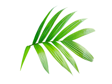 Beyaz Arkaplanda taze yeşil yaprakları olan bir palmiye bitkisi, tropik ve botanik tasarımlar için mükemmel yeşil bir palmiye yaprağının yakın çekimi, beyaz arkaplanda izole edilmiş taze yeşil yapraklar.