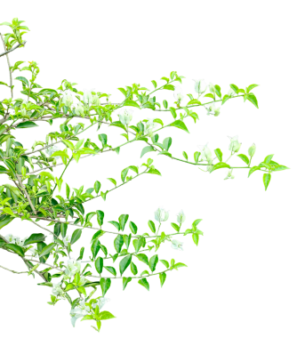 Png arka planında yaprakları olan yeşil bir bitki, şeffaf bir arkaplanda taze yeşil yapraklar, png arkaplanda izole edilmiş bir bitki dalında taze yeşil yapraklar yakın plan,