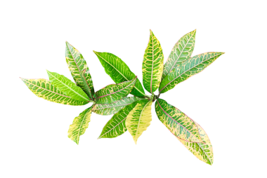 Şeffaf bir arka planda yeşil yapraklı bir bitki, png 'de izole edilmiş yeşil ısırgan otu yaprağı, doğal bir bitkisel yaprak.