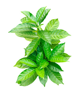 Bir bitkinin yeşil yaprakları, png resmi, taze yeşil nane yaprakları izole edilmiş, doğal aromatik bir bitki.