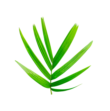 Beyaz arka planda izole edilmiş yeşil palmiye yaprakları, canlı yeşil bir palmiye yaprağının yakın çekimi tropikal ve botanik tasarımlar için mükemmel, beyaz arka planda izole edilmiş taze yeşil yapraklar.