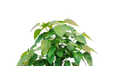 Yeşil yapraklı taze banyan ağacı beyaza izole edilmiş, doğal bitkisel bir bileşen.,