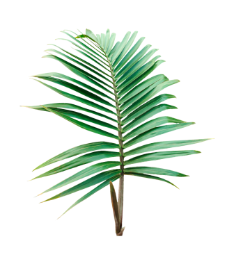İzole edilmiş yeşil palmiye yaprakları ve eğreltiotu yaprakları, tropikal bitkiler, png arka planında izole edilmiş taze palmiye yaprakları.,