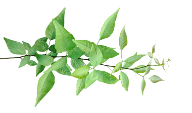 Taze yeşil ahşap elma yaprakları beyaz arka planda izole edilmiş, üzerinde yeşil yapraklar olan bir dal.