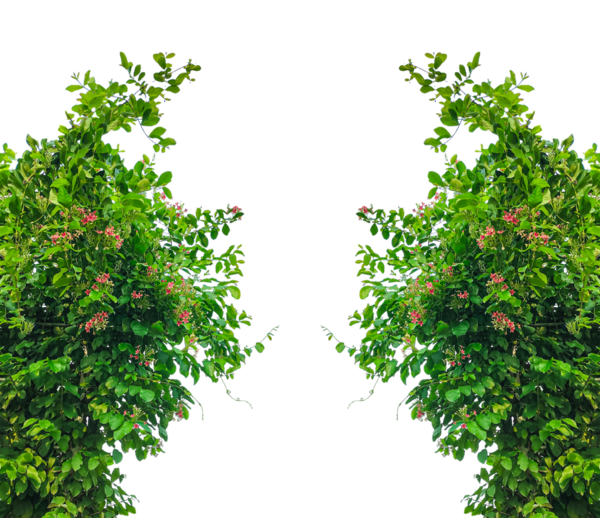 yeşil bitkiler büyüyen çerçeve, yeşil yapraklar çerçeve, çiçek çerçeveli yeşil bir arbor, yeşil çimenler ve ağaç ve doğa elementleri huzurlu bir park ortamında, yeşil yapraklar bir yapıya tırmanıyor,