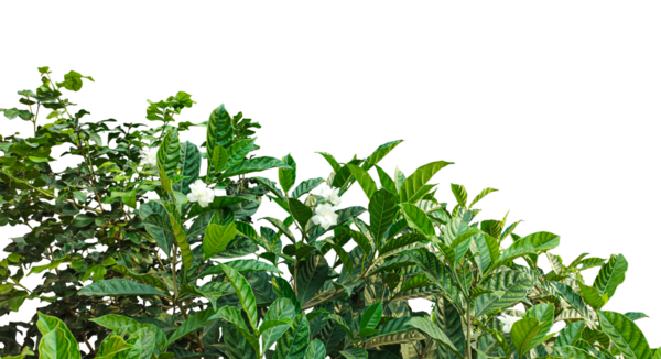 Yeni maydanoz sürüsü png arka planda izole edilmiş, üzerinde yapraklar olan yeşil bir bitki,