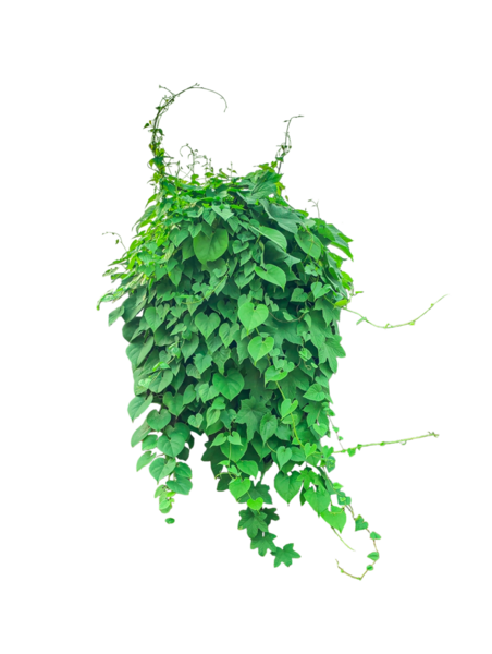 Beyaz üzerine izole edilmiş yeşil ağaç, arka planda yeşil bir bitki, Lush Green Vine, Lush Green Ivy Wall,