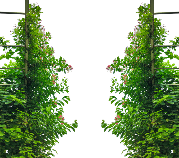 yeşil bitkiler büyüyen çerçeve, yeşil yapraklar çerçeve, çiçek çerçeveli yeşil bir arbor, yeşil çimenler ve ağaç ve doğa elementleri huzurlu bir park ortamında, yeşil yapraklar bir yapıya tırmanıyor,