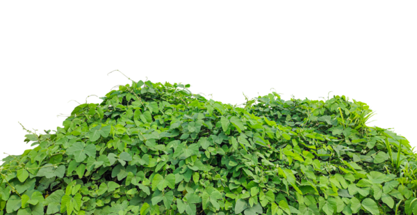 yeşil bitkilerden oluşan bir yığın. Taze yeşil yosun ve çimen çalısı. Beyaz arka planda doğal otlar ve sebzeler.,