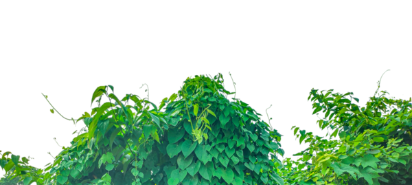 Taze yeşil mısır tarlası. Sağlıklı bitki ve yapraklar doğal bahçe ortamında. Saydam bir arka planda bir grup yeşil bitki.,