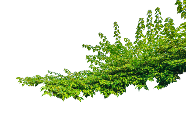 Beyaz arkaplanda yaprakları olan yeşil asma dalı, şeffaf arkaplanda yeşil sarmaşık ağacı çerçevesi,