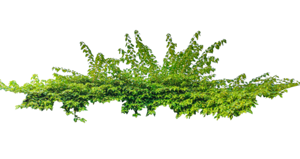 Canlı yeşil dereotu sürüsü, izole edilmiş, şeffaf arkaplanda yeşil bir bitki çalısı, beyaz arka planda yaprakları olan yeşil asma dalı, şeffaf arkaplanda yeşil sarmaşık ağacı çerçevesi