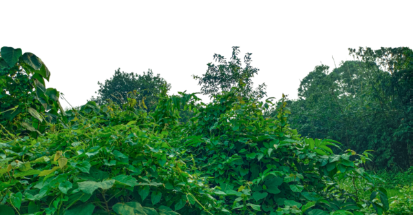 Yeşil ağaç dalları ve eğreltiotu yaprakları güzel bir doğal manzara, bulutlar, ve yeşil çimenler, ağaçlar ve çalılar png üzerinde,