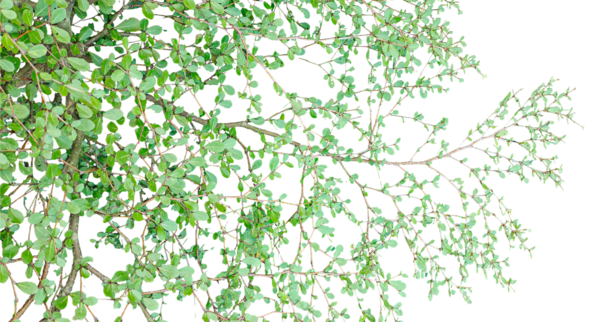 Üzerinde yapraklar olan yeşil bir ağaç dalı, taze yeşil çimenler ve doğal bahar bahçesi desenli yapraklar.